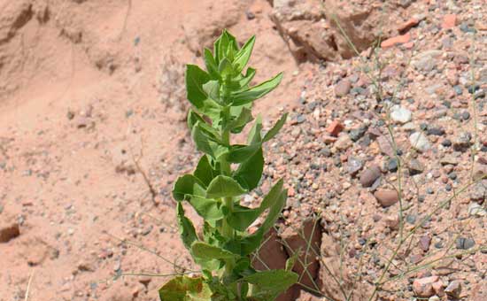 Heterotheca subaxillaris, Camphorweed, Southwest Desert Flora Heterotheca subaxillaris, Camphorweed, Southwest Desert Flora